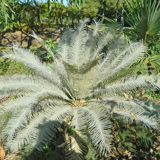 Cycas calcicola GERMINATED Seeds