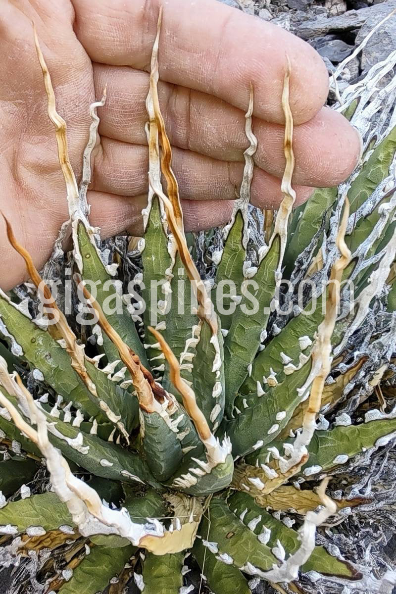 Agave utahensis var. eborispina 'Corkscrew' Seeds