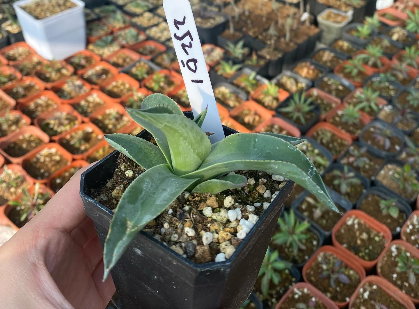 Agave ovatifolia ROUND-LEAF No.252O1