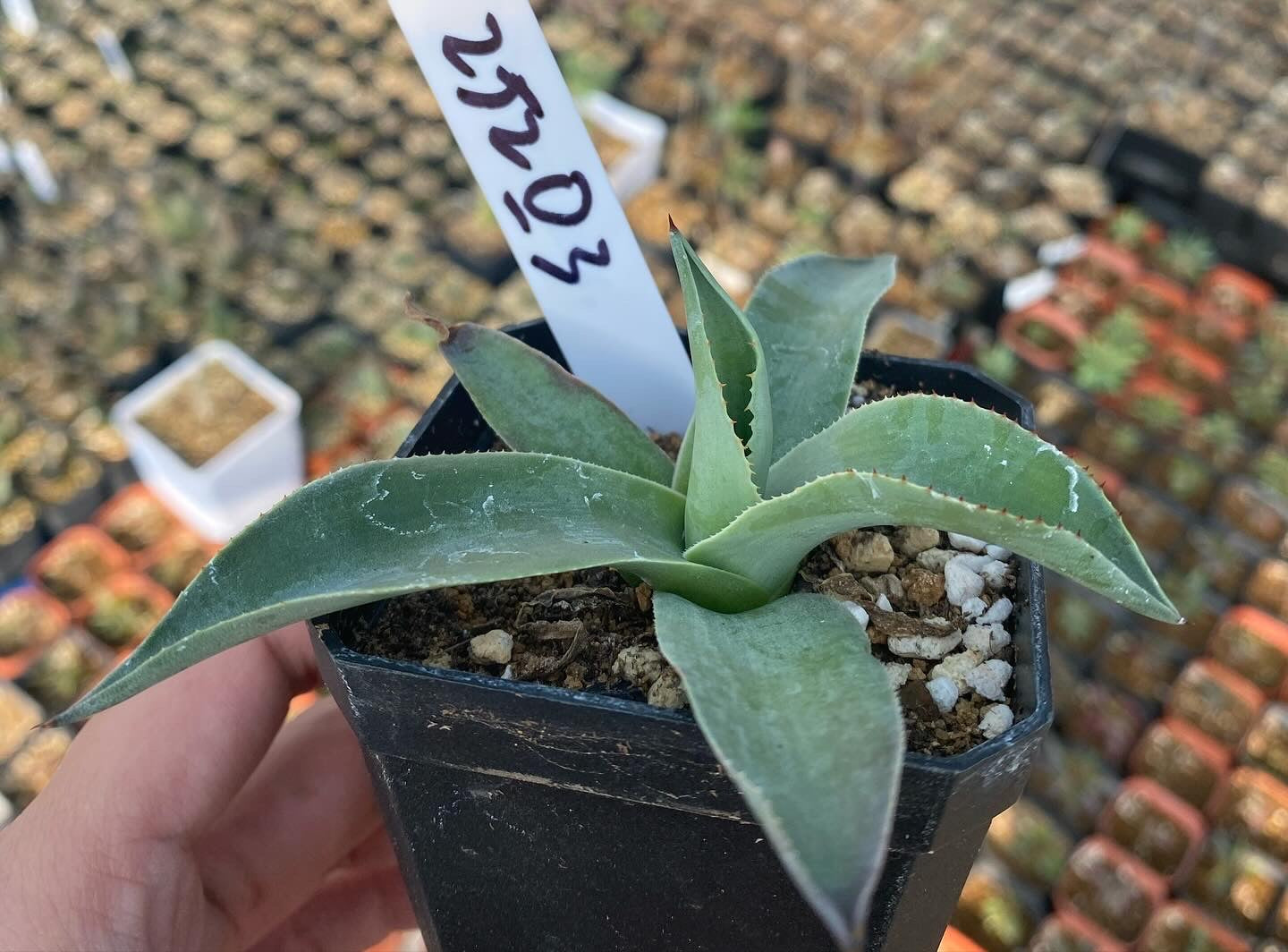 Agave ovatifolia ROUND-LEAF No.252O3