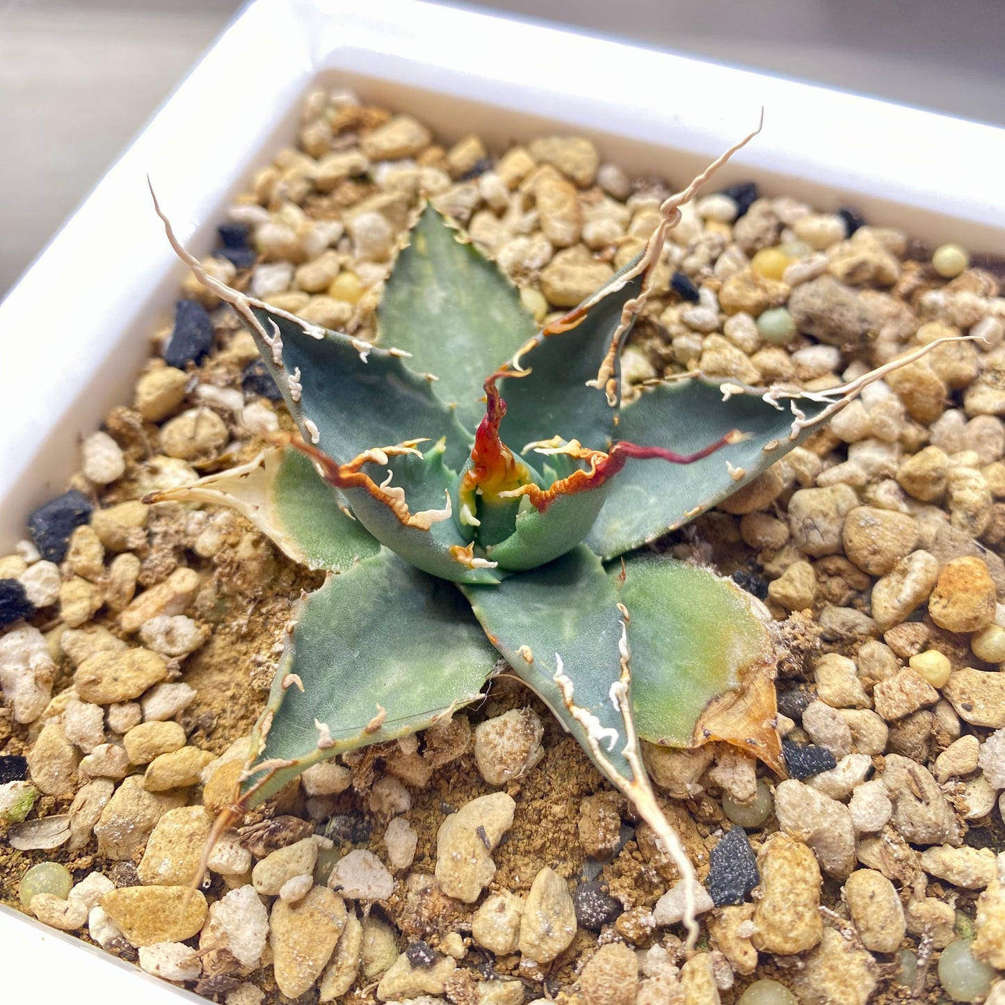 Agave utahensis var. eborispina Selection No.234