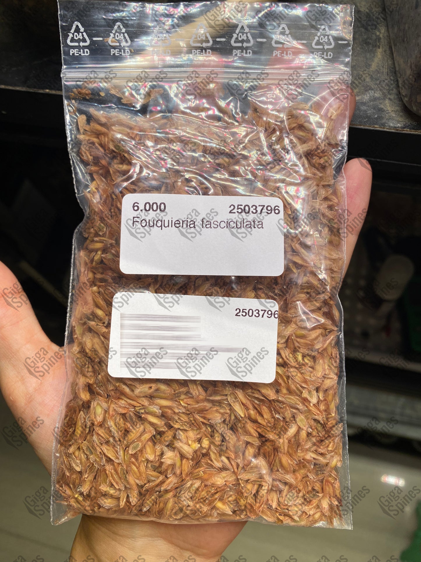 Fouquieria fasciculata Seeds