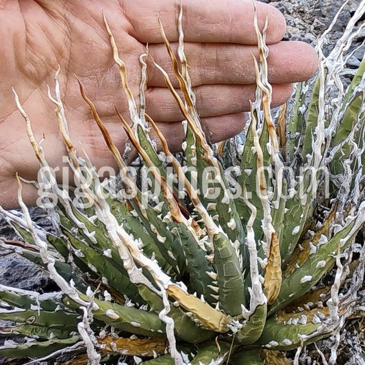 Agave utahensis var. eborispina 'Corkscrew' Seeds