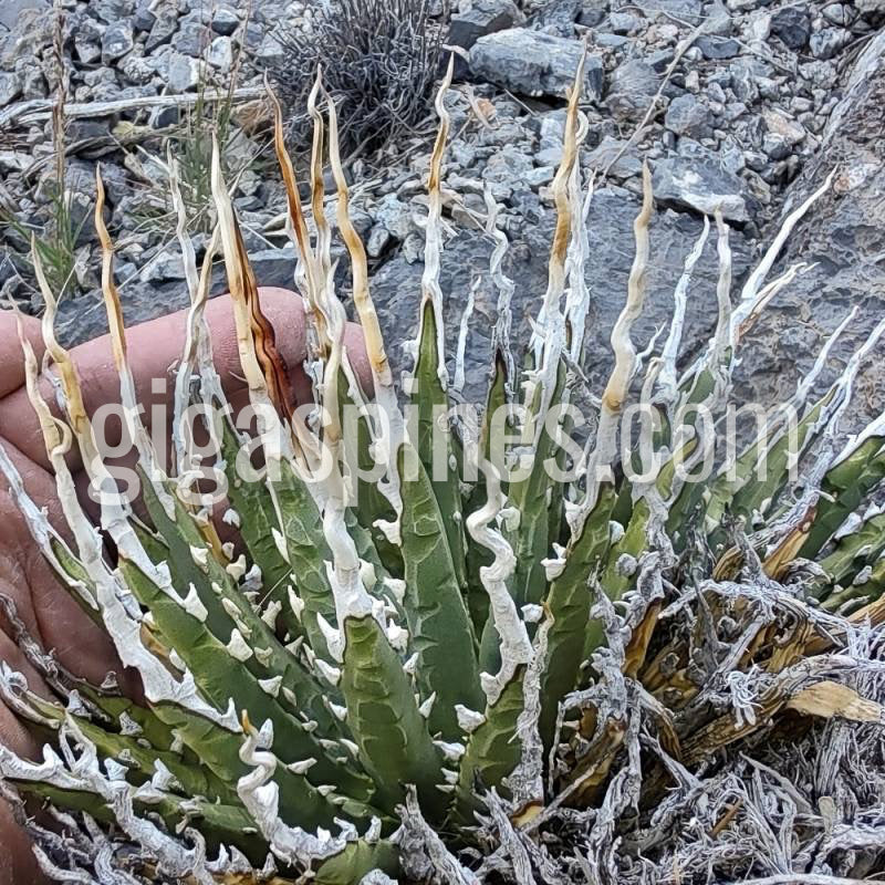 Agave utahensis var. eborispina 'Corkscrew' Seeds