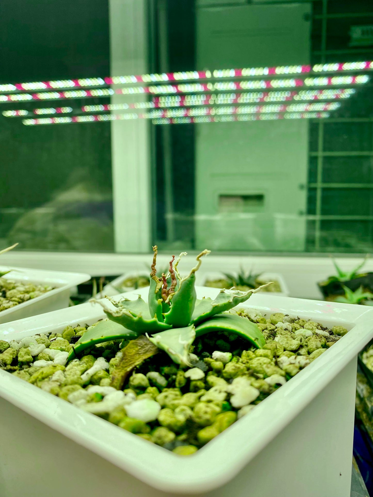 Agave utahensis var. eborispina Selection No.231