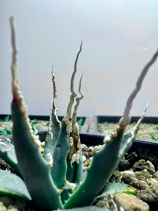 Agave utahensis var. eborispina Selection No.232