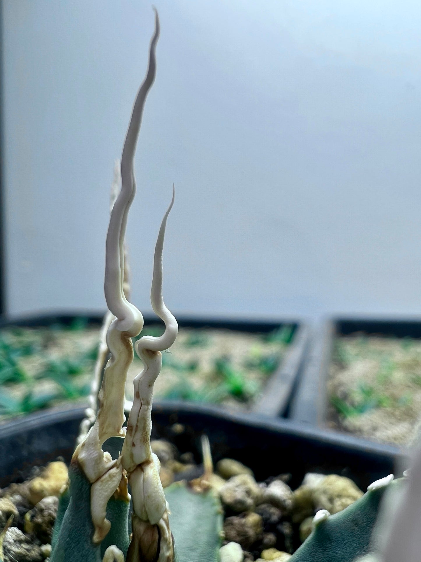 Agave utahensis var. eborispina Selection No.232