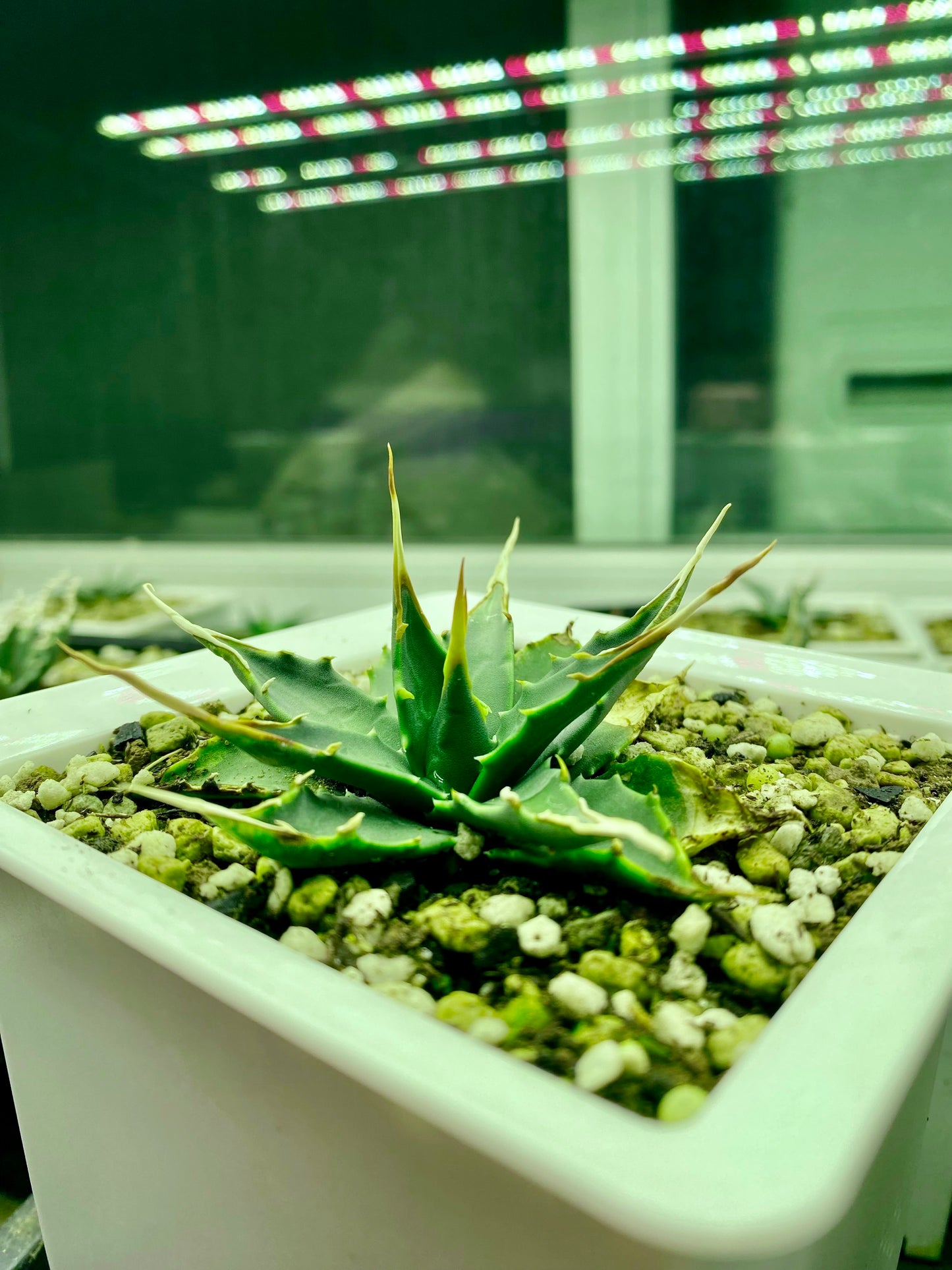 Agave utahensis var. eborispina Selection No.233