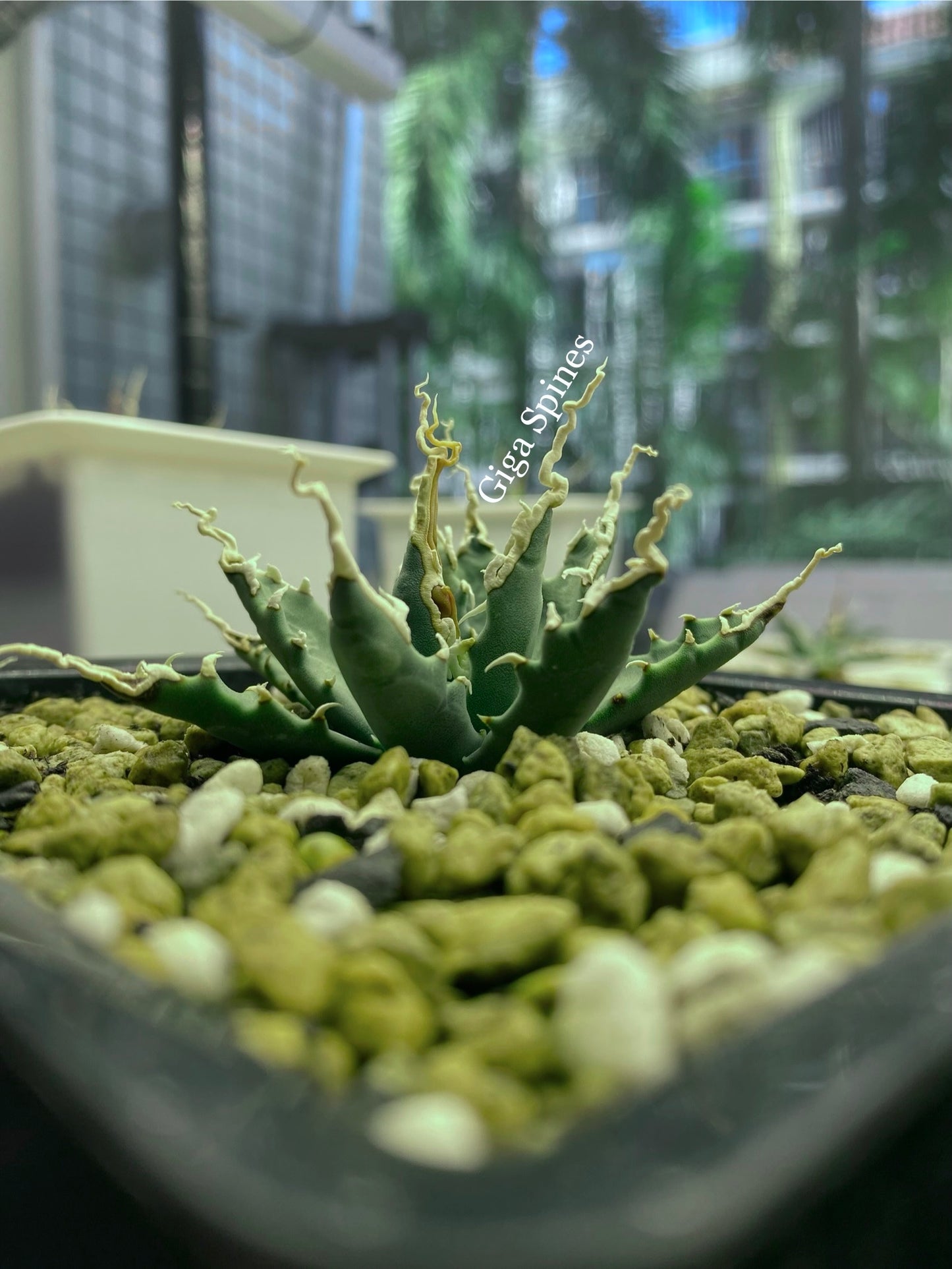 Agave utahensis var. eborispina Selection No.221