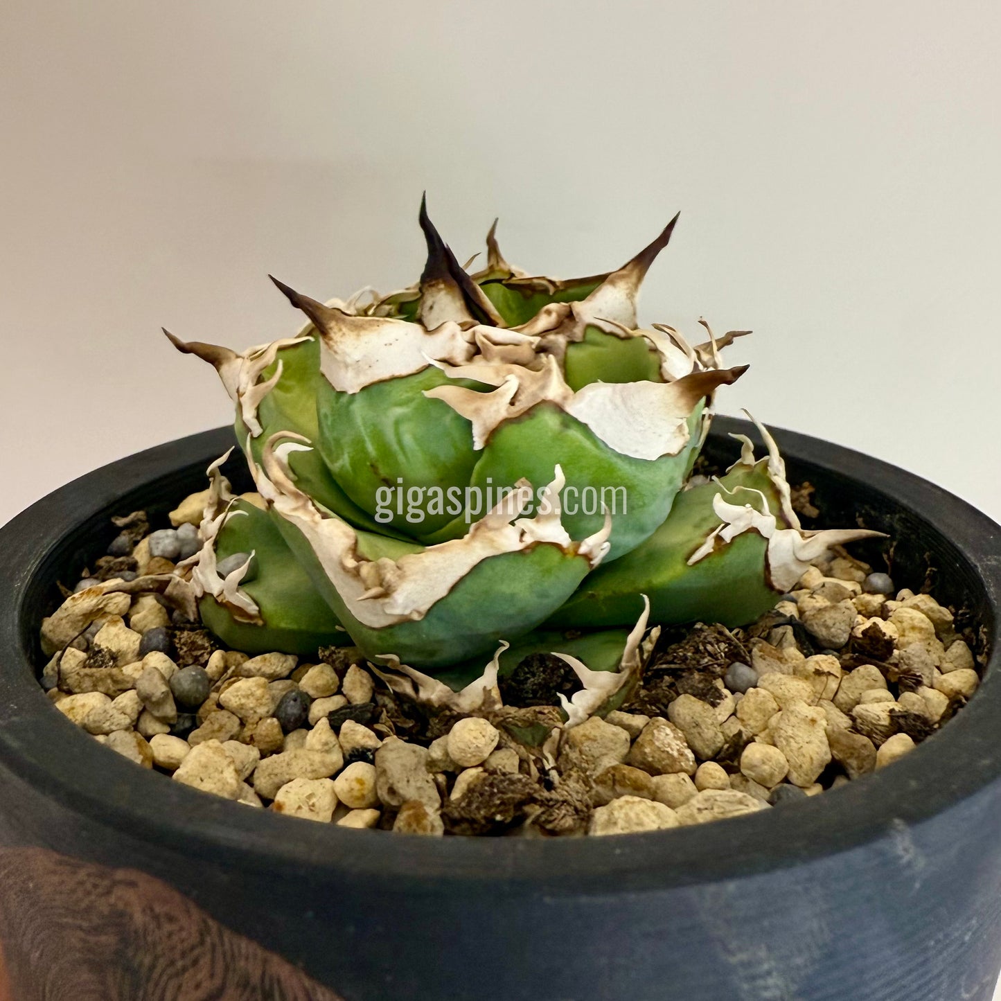 Agave titanota Dwarf None Name