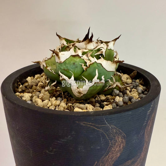 Agave titanota Dwarf None Name