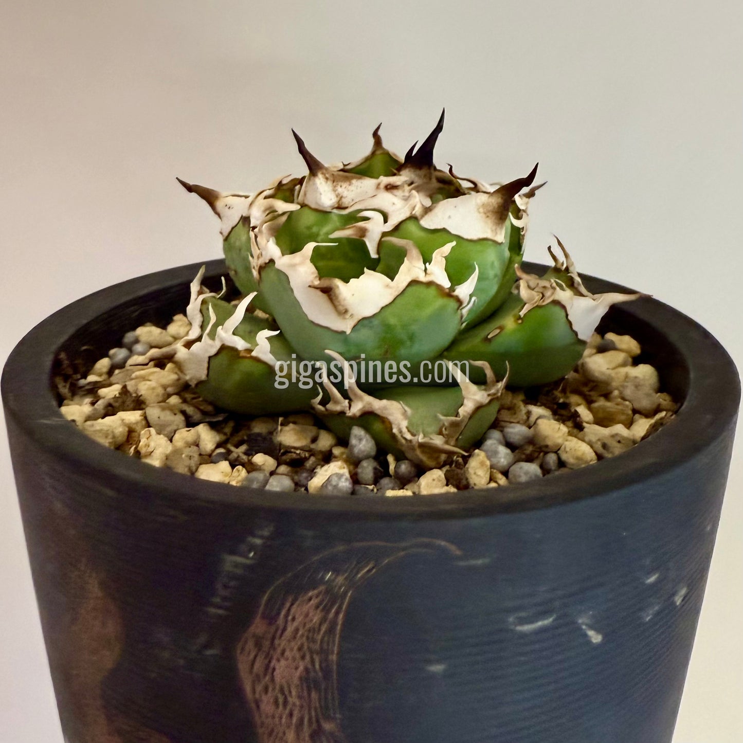 Agave titanota Dwarf None Name