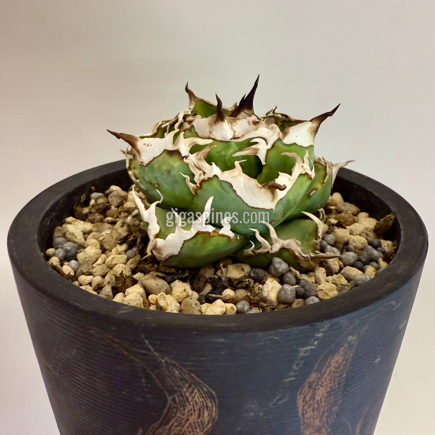 Agave titanota Dwarf None Name