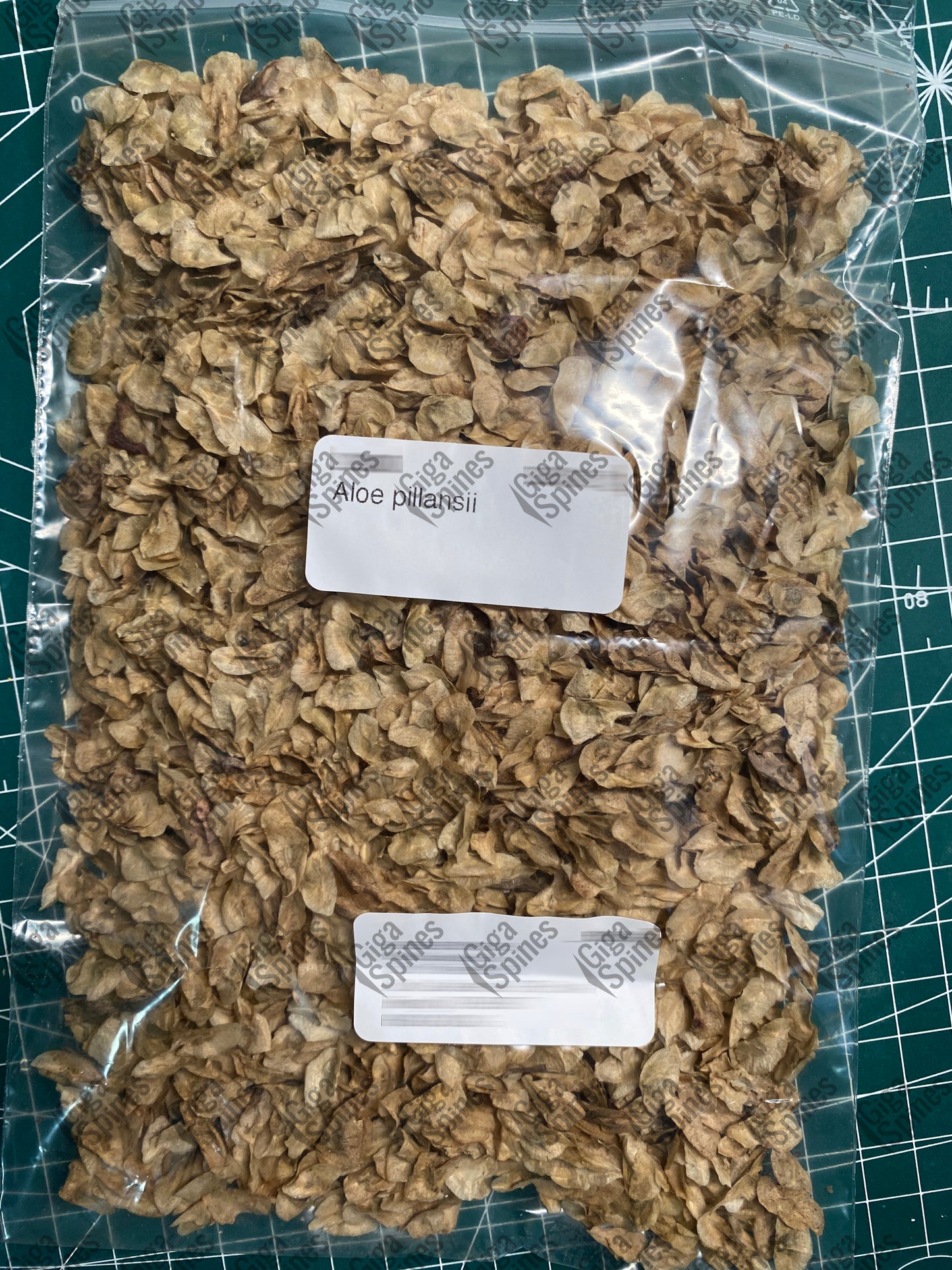 Aloe pillansii Bastard Quiver Tree Aloidendron pillansii Seeds