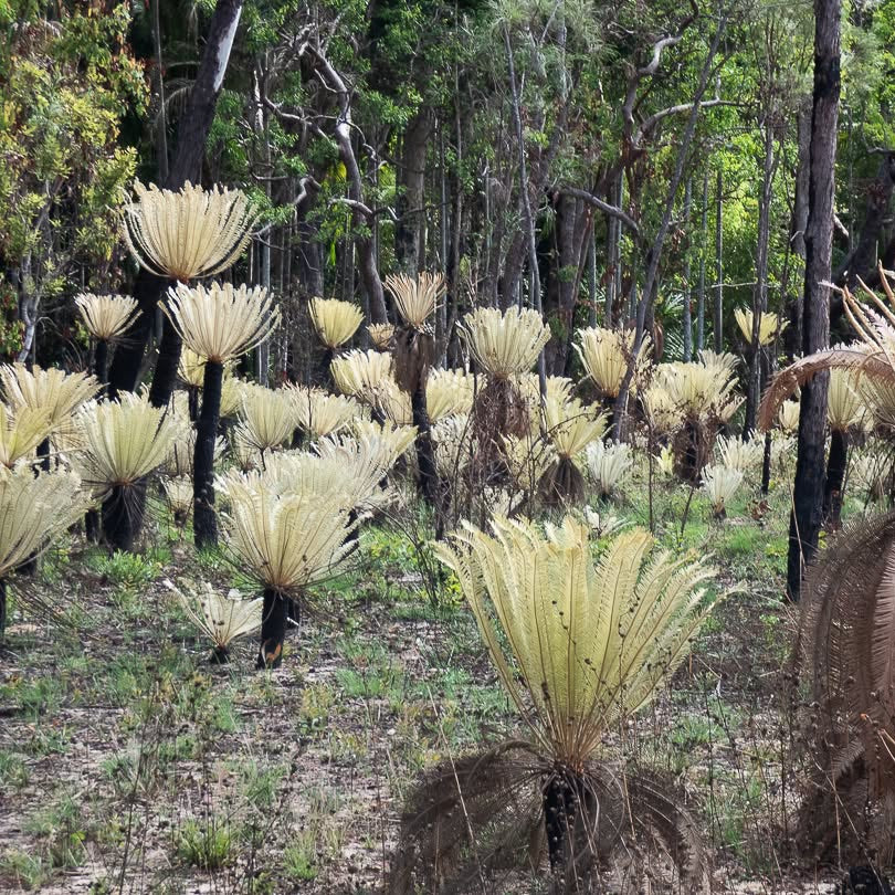 Cycas calcicola GERMINATED Seeds