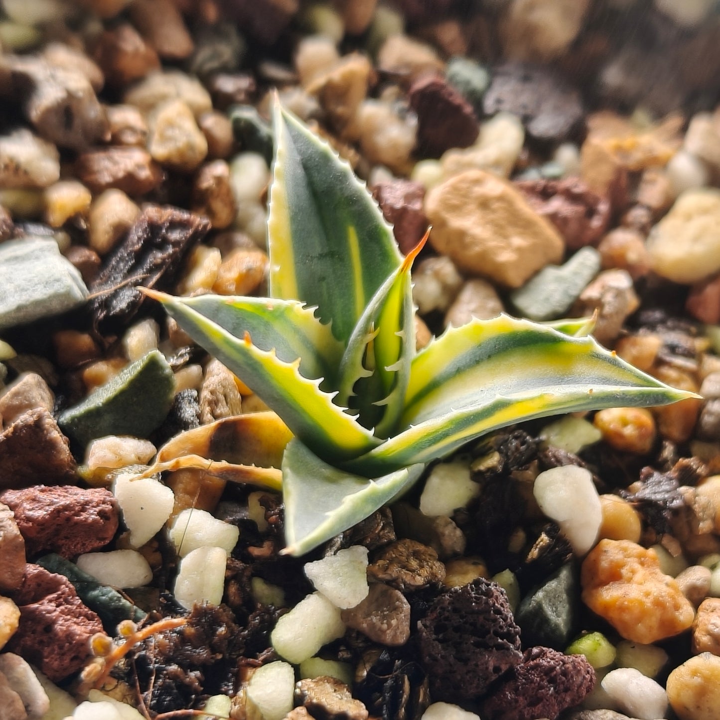 Agave utahensis var. eborispina Selection No.240