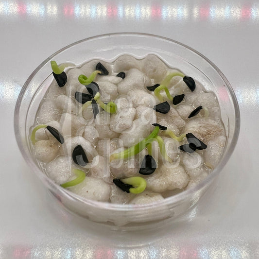 Agave oteroi Seeds Fo-076 Titanota