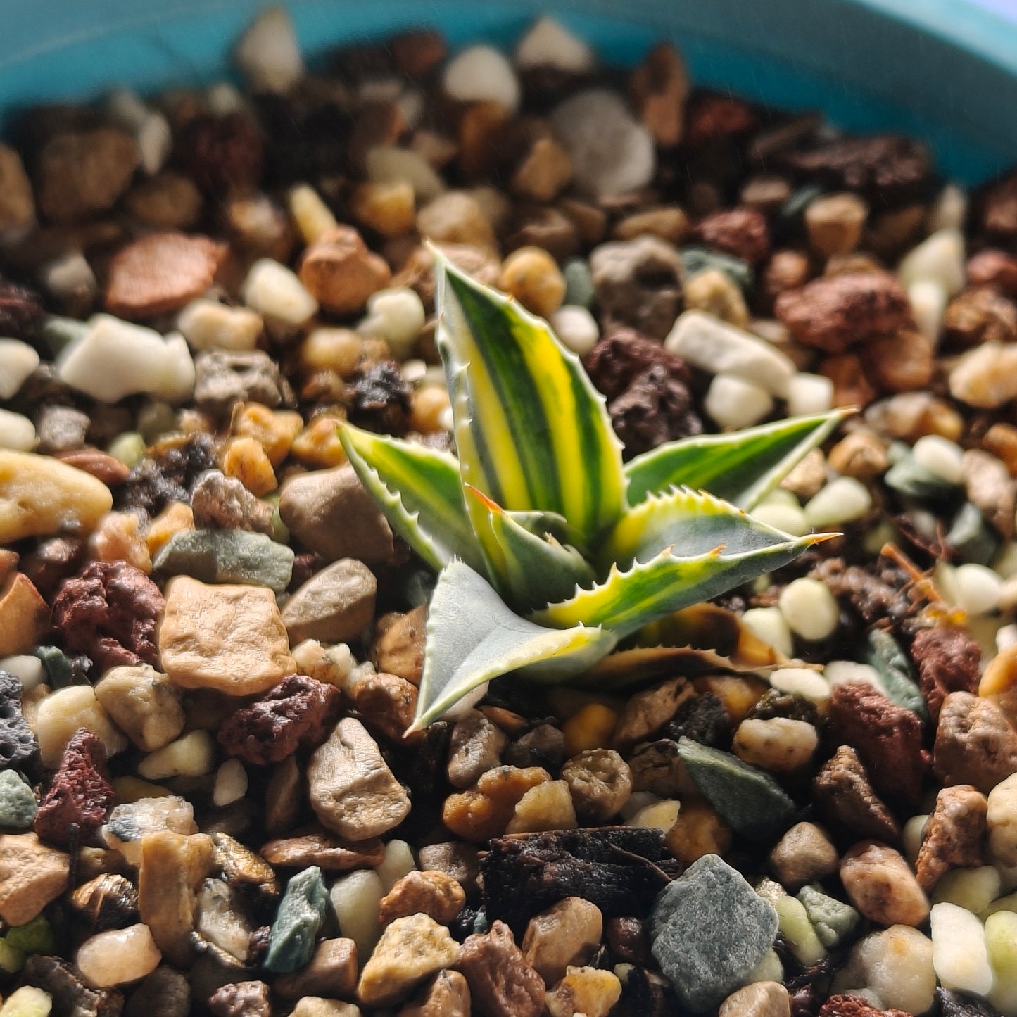 Agave utahensis var. eborispina Selection No.240