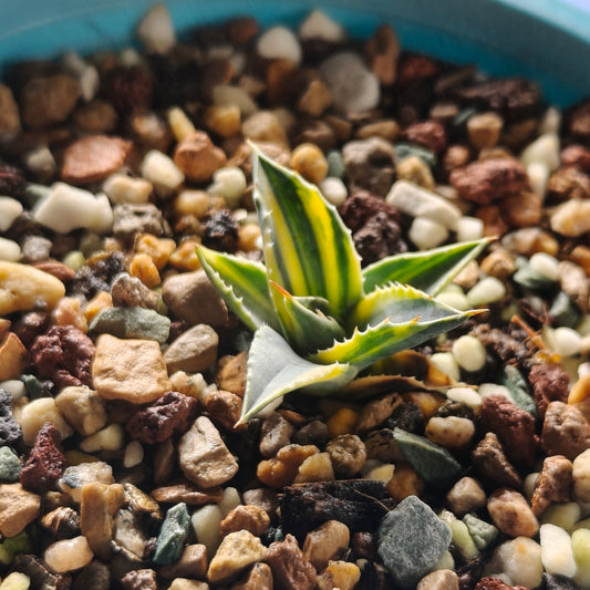 Agave utahensis var. eborispina Selection No.240