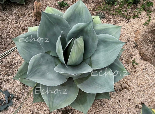 Agave ovatifolia ROUND-LEAF No.252O1