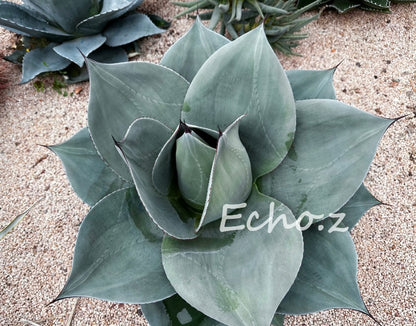Agave ovatifolia ROUND-LEAF No.252O1