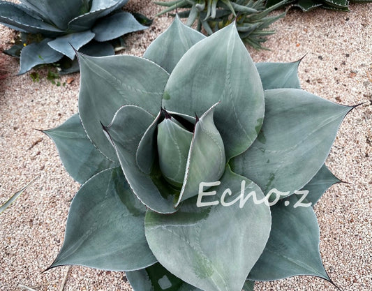 Agave ovatifolia ROUND-LEAF No.252O1