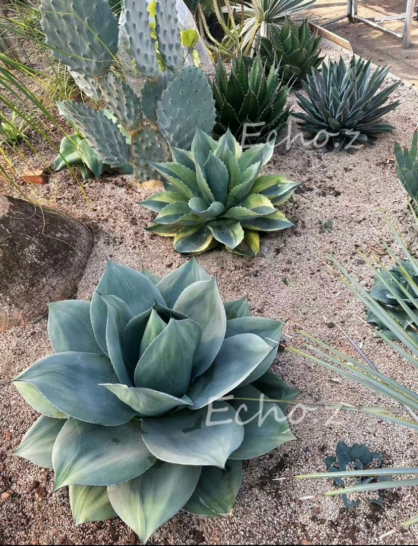 Agave ovatifolia ROUND-LEAF No.252O1