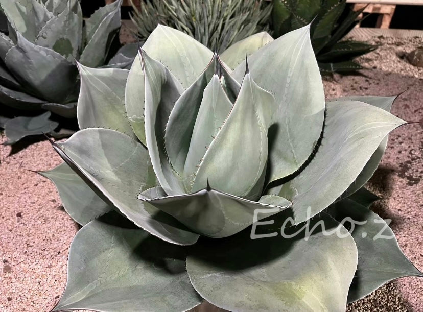 Agave ovatifolia ROUND-LEAF No.252O1