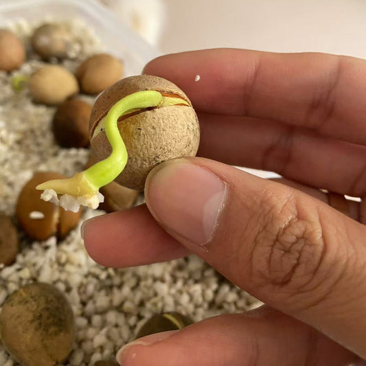 Cycas calcicola GERMINATED Seeds