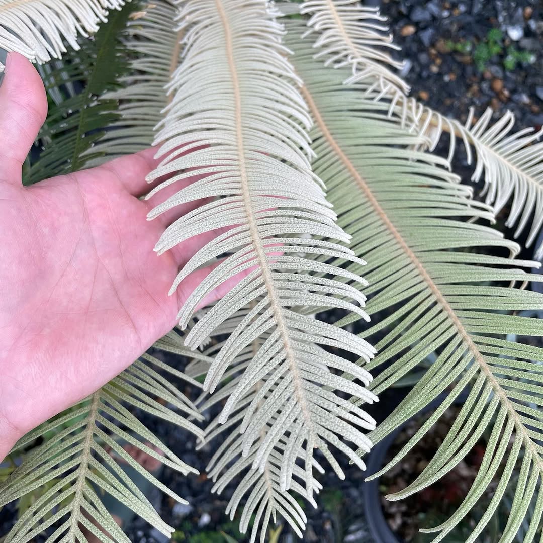 Cycas calcicola GERMINATED Seeds