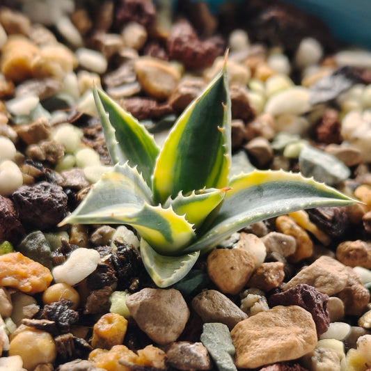 Agave utahensis var. eborispina Selection No.240