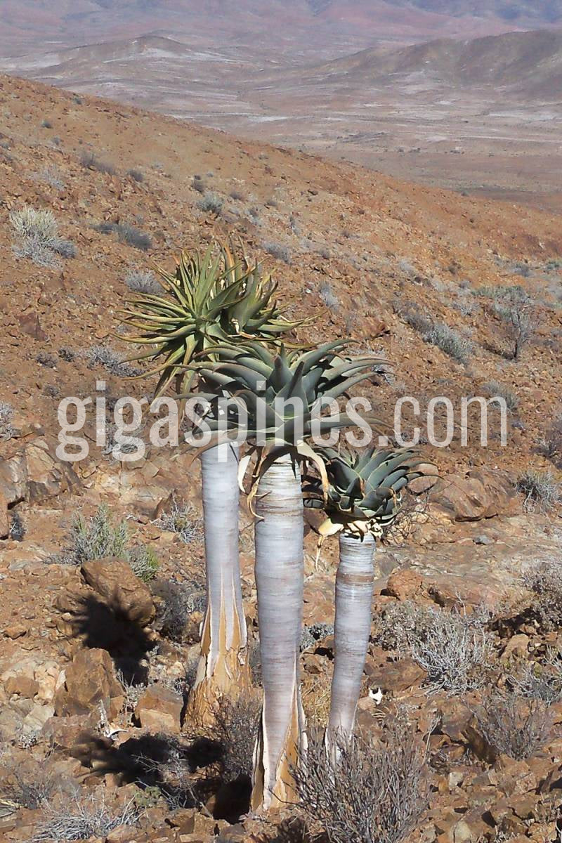 Aloe pillansii Bastard Quiver Tree Aloidendron pillansii Seeds