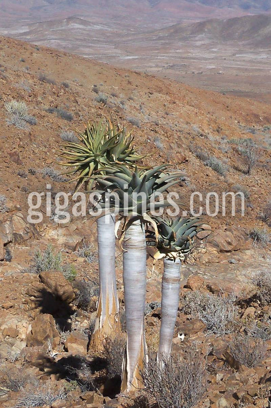 Aloe pillansii Bastard Quiver Tree Aloidendron pillansii Seeds