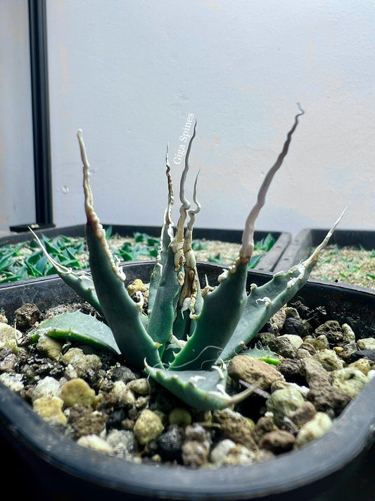 Agave utahensis var. eborispina Selection No.232