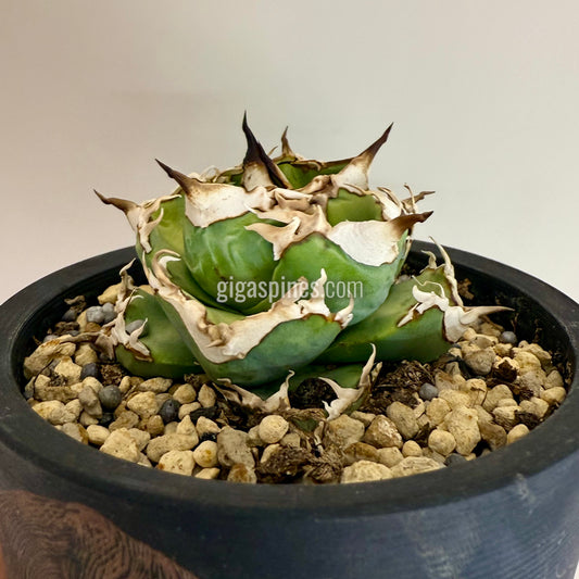 Agave titanota Dwarf None Name