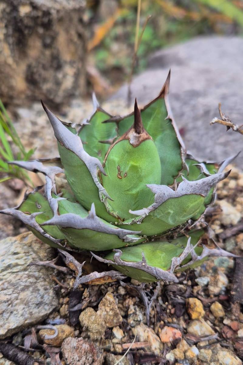 Agave oteroi Seeds Fo-076 Titanota