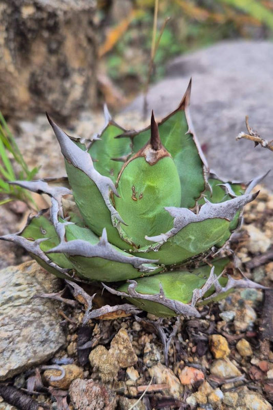 Agave oteroi Seeds Fo-076 Titanota