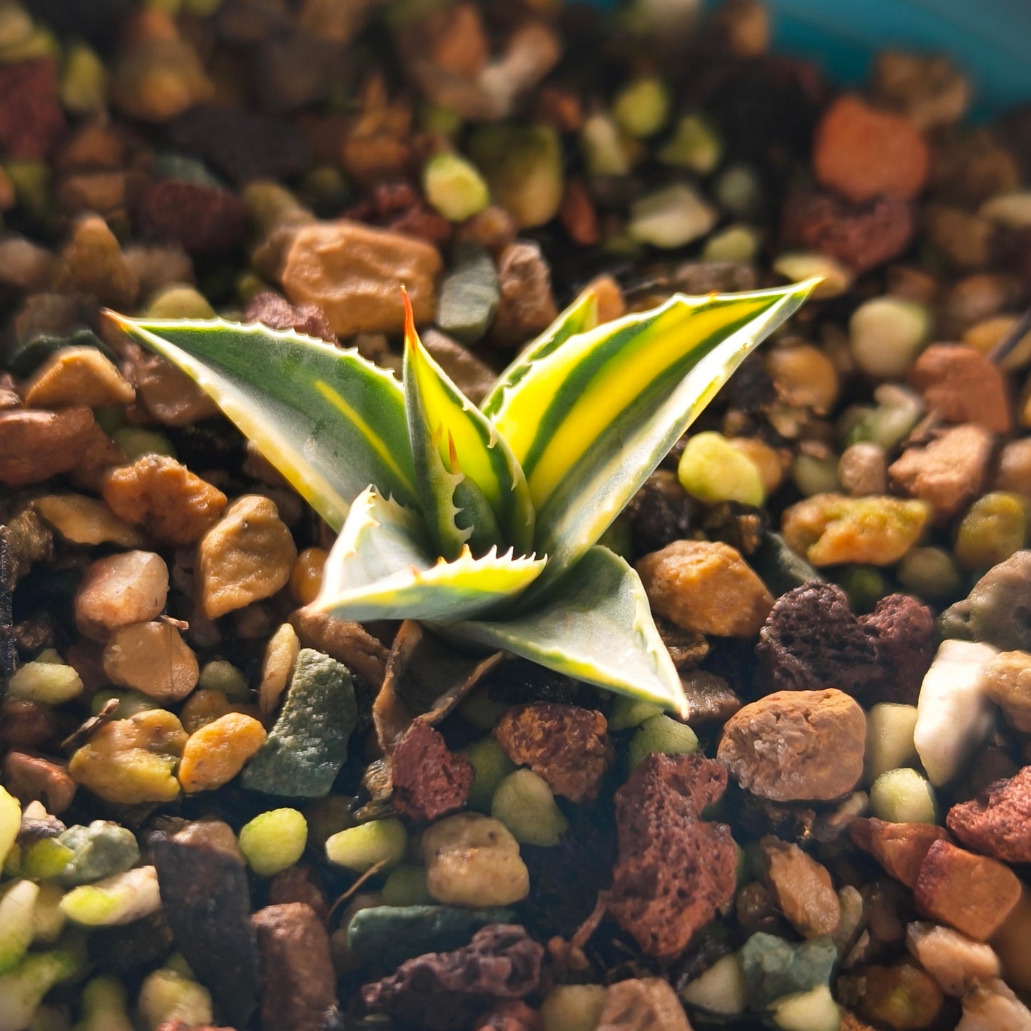Agave utahensis var. eborispina Selection No.240